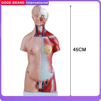 45 CM Človeško Okostje Anatomija Model Unisex 23 Dele Telesa Trupa za Medicinske Vede učne Vire Izobraževalne Opreme